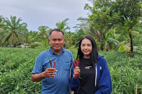 Bumi Sikerei Cocok untuk Bertanam Cabai, James Sibarani Jadi Contoh